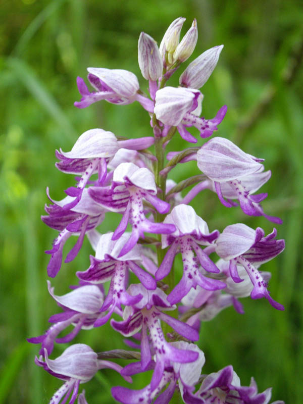 Orchis militaris